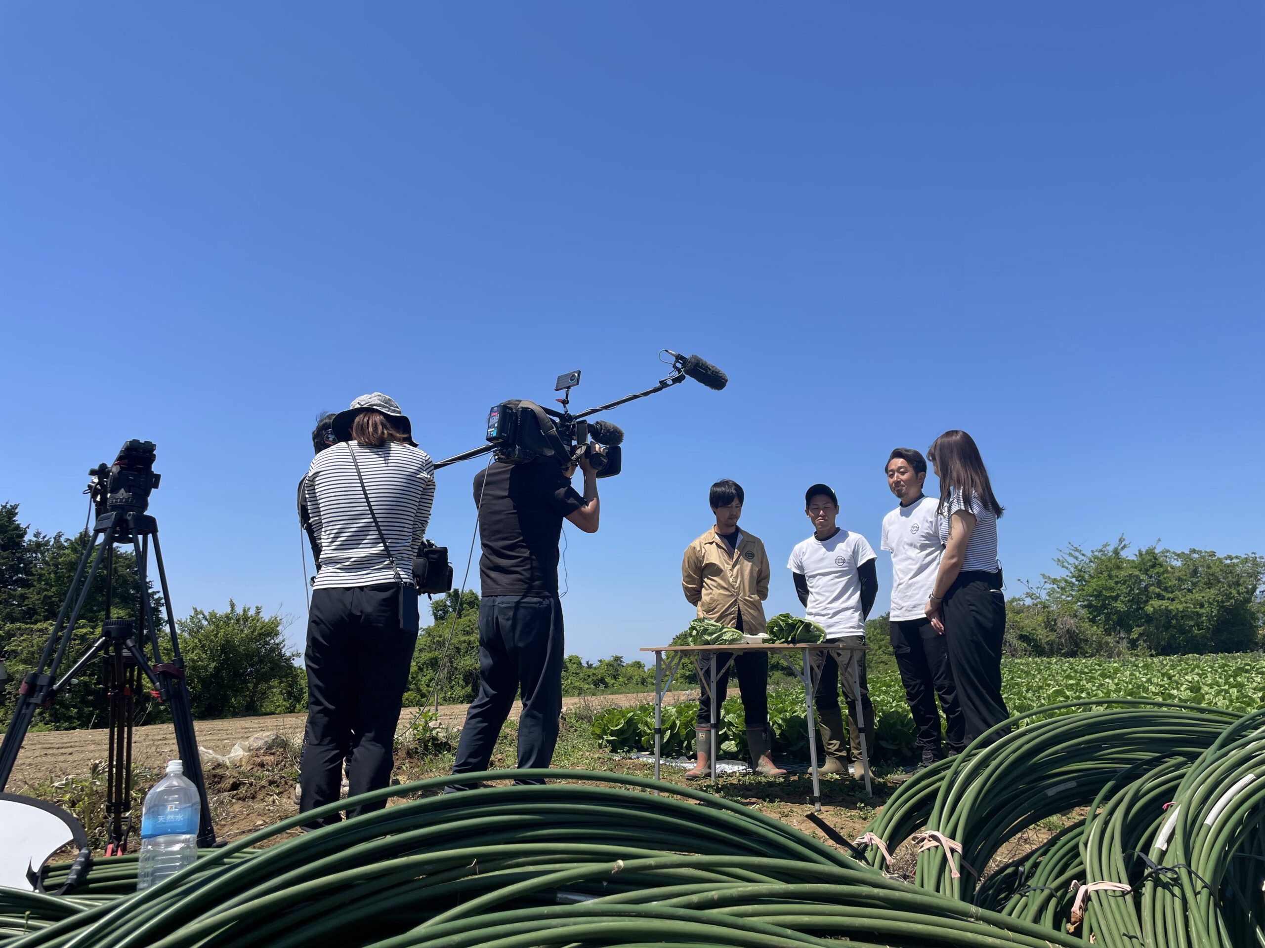 テレビでロメインレタスが取り上げられました