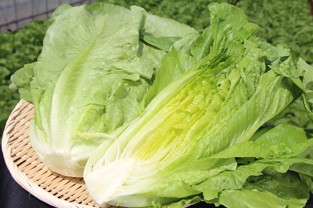ロメインレタス