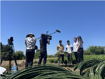 テレビでロメインレタスが取り上げられました