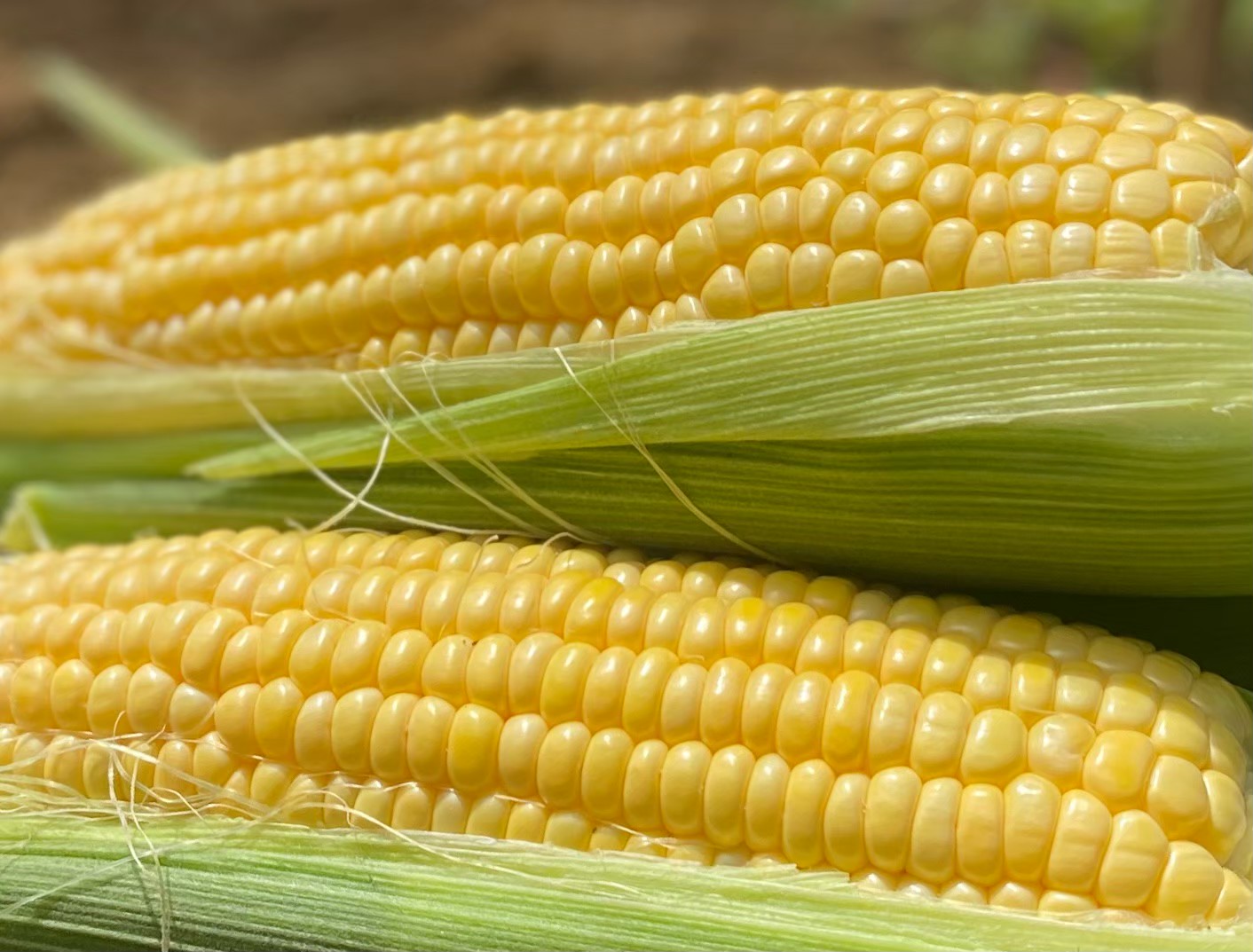 三島とうもろこし